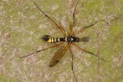 Ctenophora flaveolata