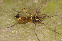Ctenophora flaveolata