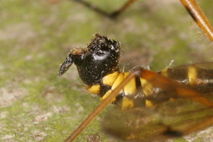 Ctenophora flaveolata