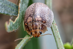 Paropsisterna laesa