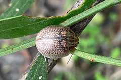 Paropsisterna laesa