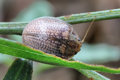 Paropsisterna laesa