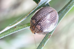 Paropsisterna laesa