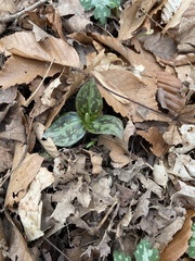 Trillium sessile