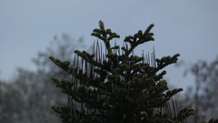 Abies nebrodensis