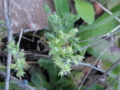 Lysimachia linum-stellatum