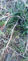 Pachypodium
