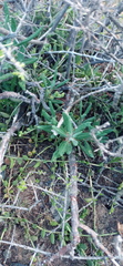 Pachypodium