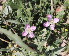 Oenothera canescens