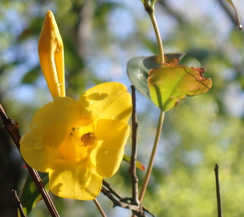 Rankin's trumpetflower (Gelsemium rankinii)