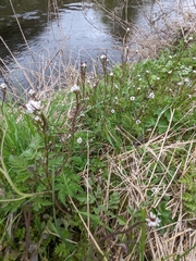Cardamine