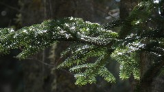 Abies nebrodensis