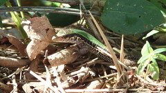 Ameiva