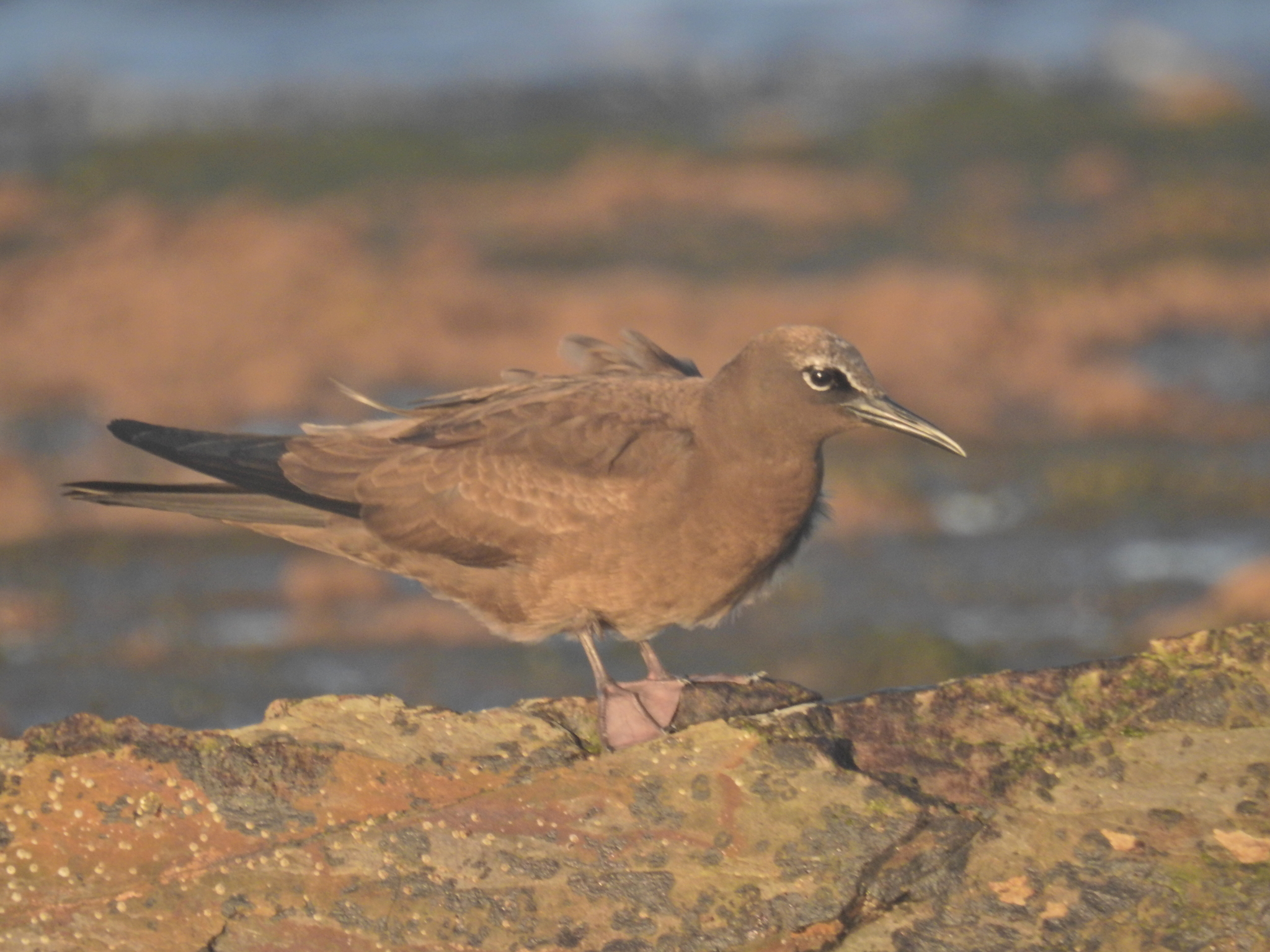 Brown Noddy