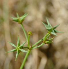 Damasonium alisma