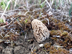 Morchella steppicola