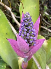Aechmea castelnavii