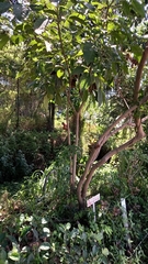 Solanum betaceum