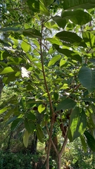 Solanum betaceum