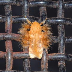 Zatrichodes horrifica