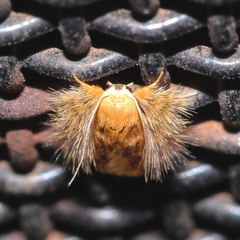 Zatrichodes horrifica