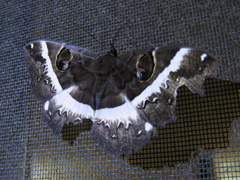 Erebus terminitincta