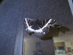 Erebus terminitincta