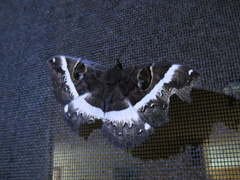 Erebus terminitincta