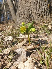 Helleborus cyclophyllus