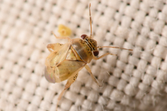 Coridromius chenopoderis