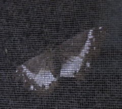 Erebus terminitincta
