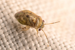 Coridromius chenopoderis