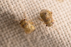 Coridromius chenopoderis