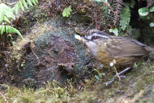 Mountain Wren-Babbler (Gypsophila crassa), photo 10