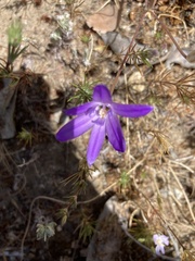 Brodiaea jolonensis