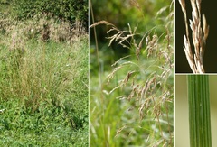 Deschampsia cespitosa cespitosa