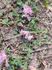 Corydalis diphylla