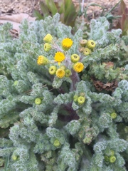 Senecio vernalis