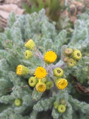 Senecio vernalis