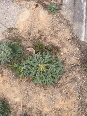 Senecio vernalis