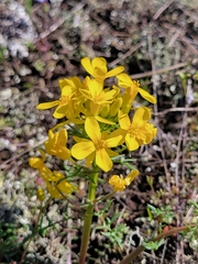 Selenia aurea
