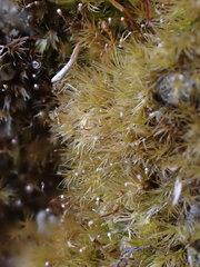 Rhynchostegiella tenella