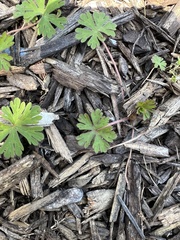 Geranium carolinianum carolinianum