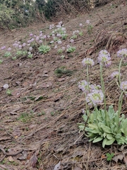 Primula denticulata