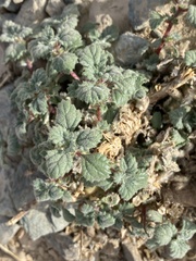 Forsskaolea tenacissima