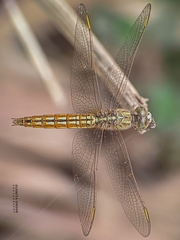 Brachythemis contaminata