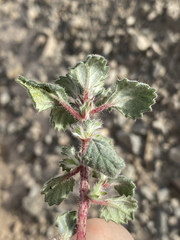 Forsskaolea tenacissima