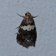 Epopsima fasciolata