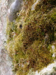 Rhynchostegiella tenella