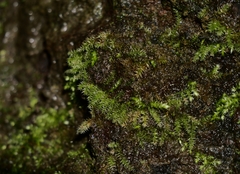Oxyrrhynchium schleicheri